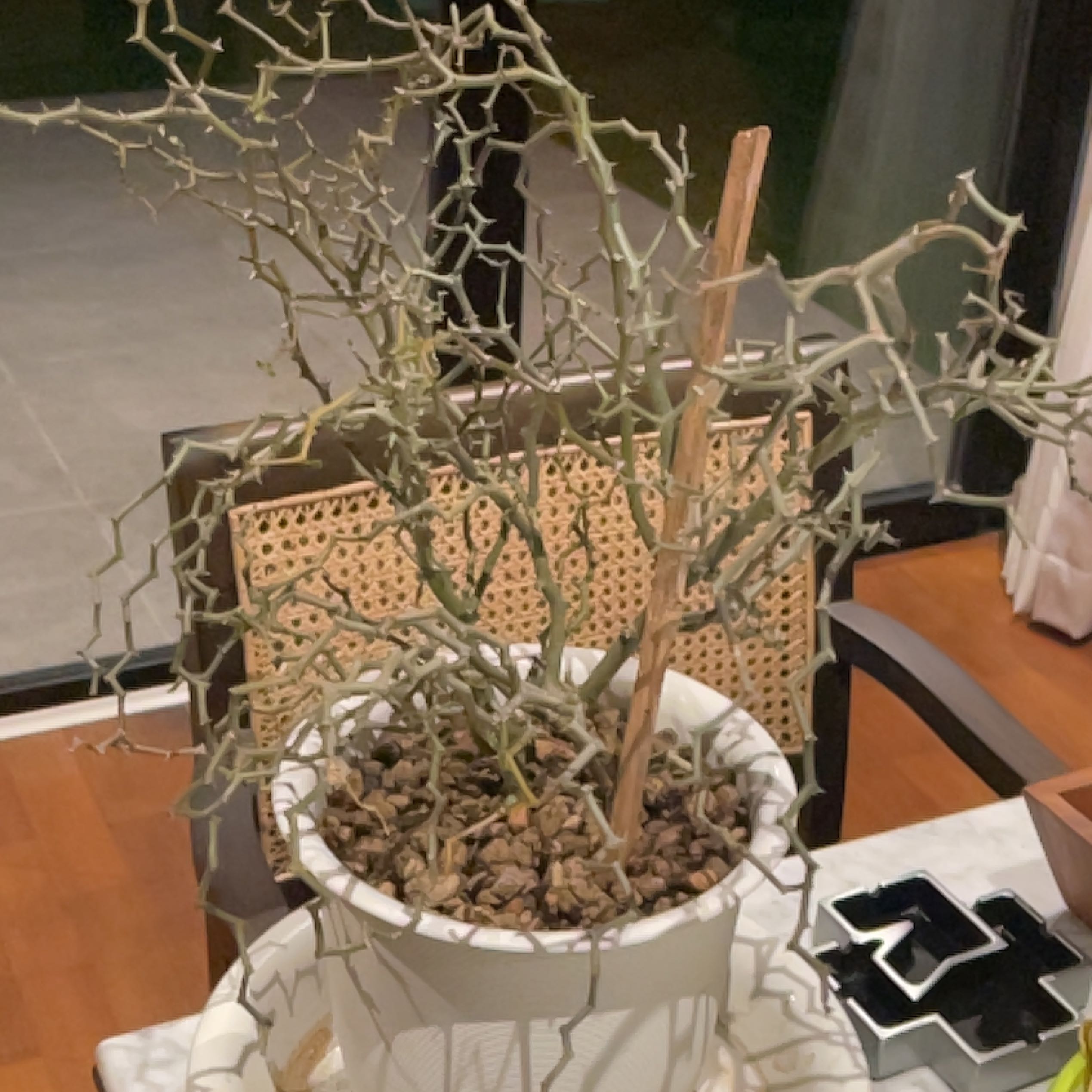 Photo of the plant species Zig Zag Plant by @BeefyWaxivy named Messi on Greg, the plant care app