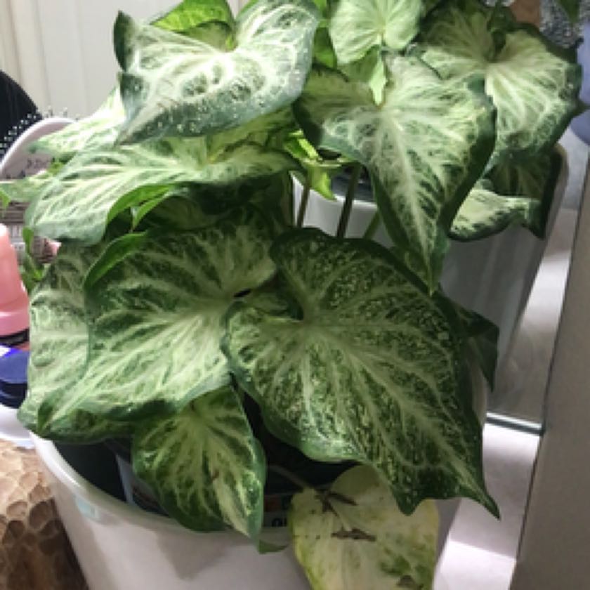 Photo of the plant species Caladium White Wonder by @SybariticCat named Lola on Greg, the plant care app