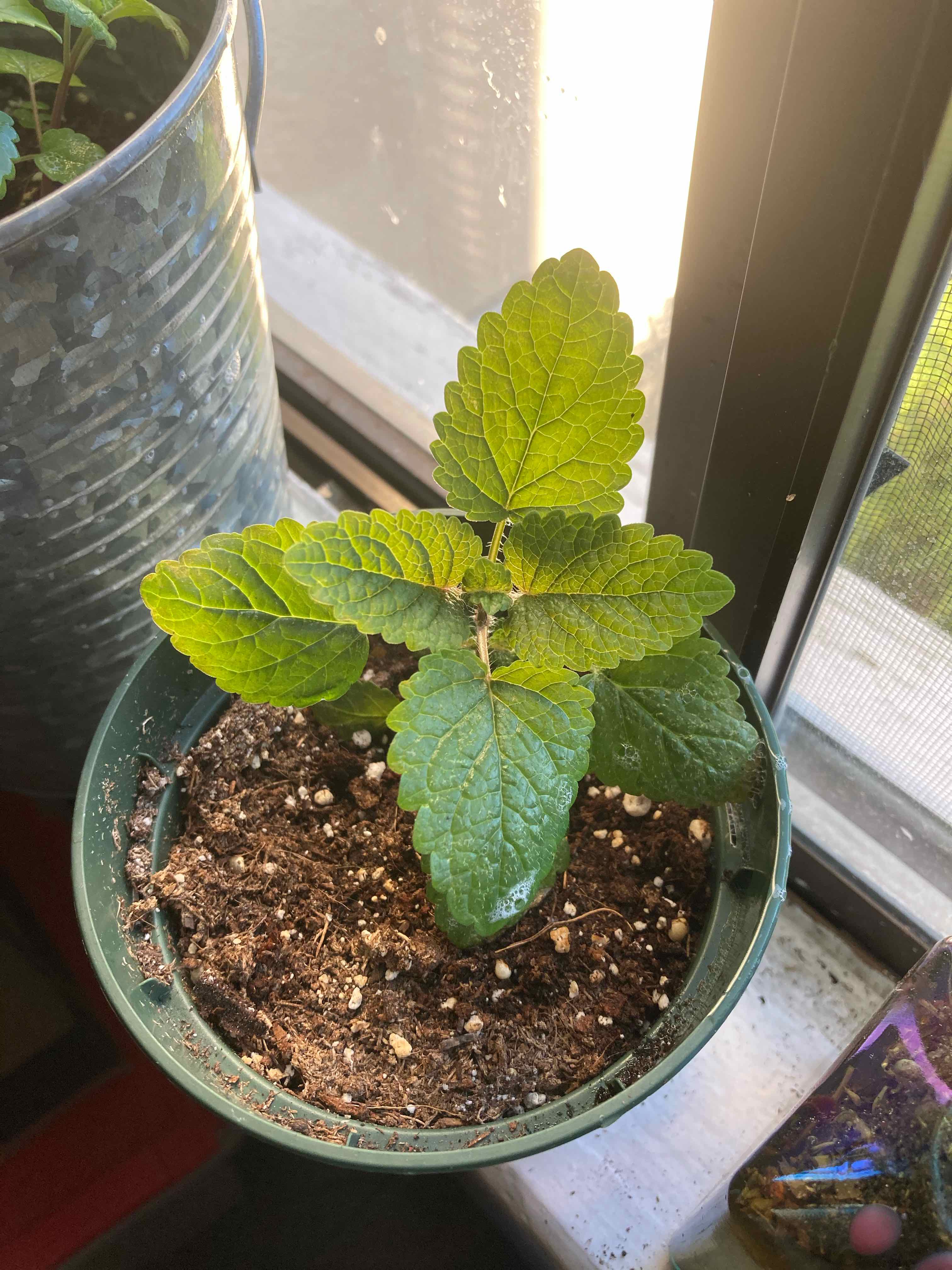 Potted Lemon Balm plant with green, serrated leaves in a well-lit area.