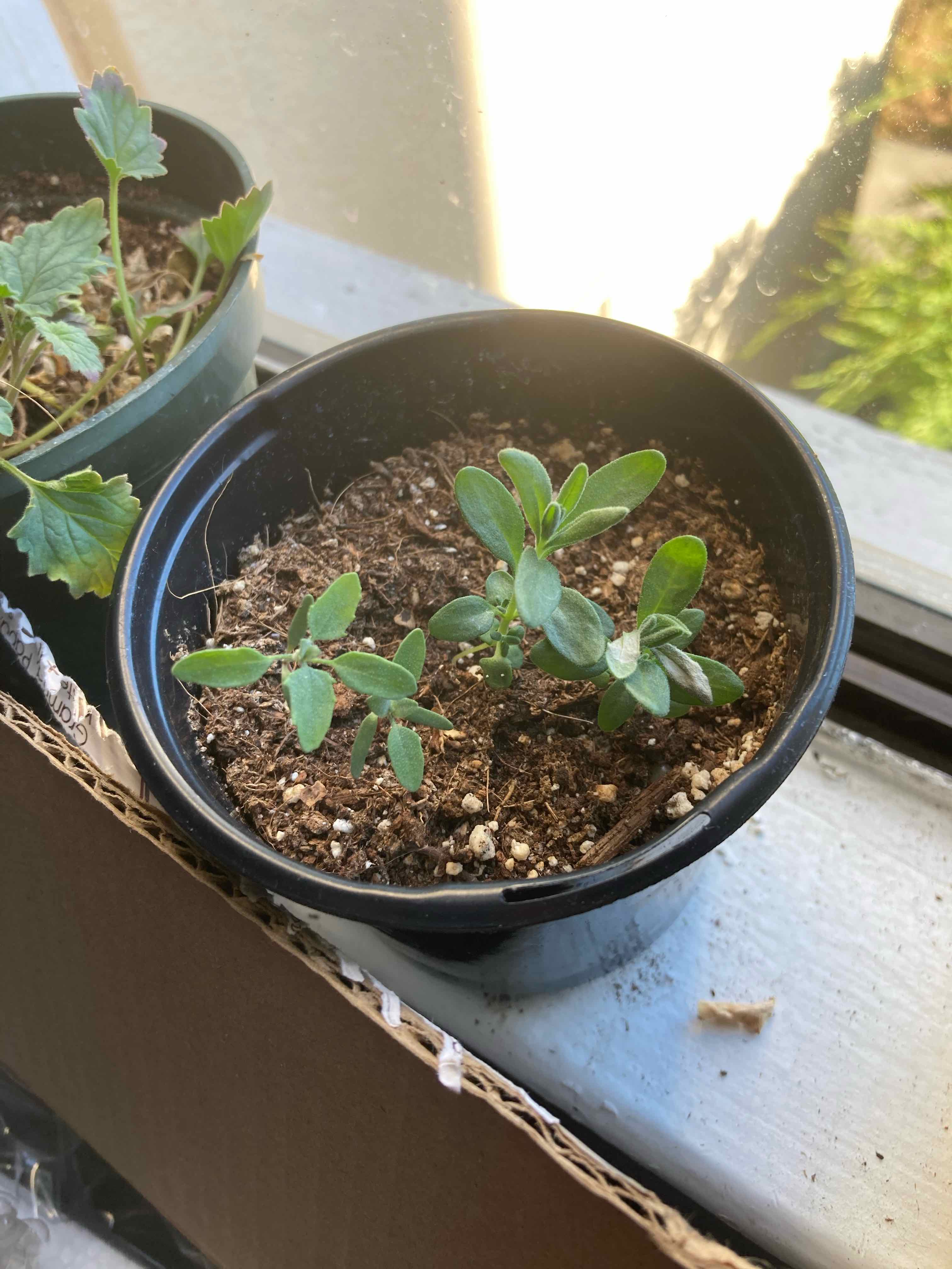 Potted Lateflowering Goosefoot plant on a windowsill with visible soil.