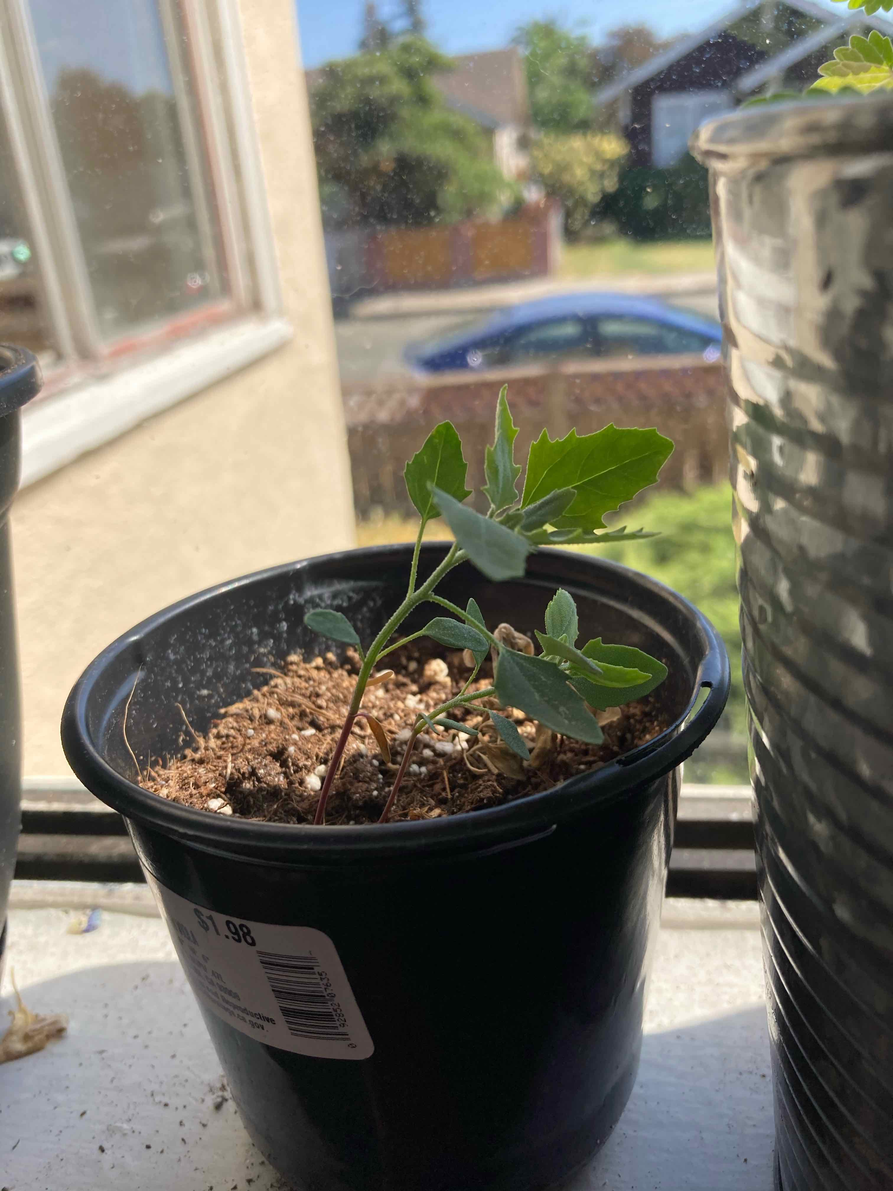 Lateflowering Goosefoot plant in a black pot on a windowsill with visible soil.
