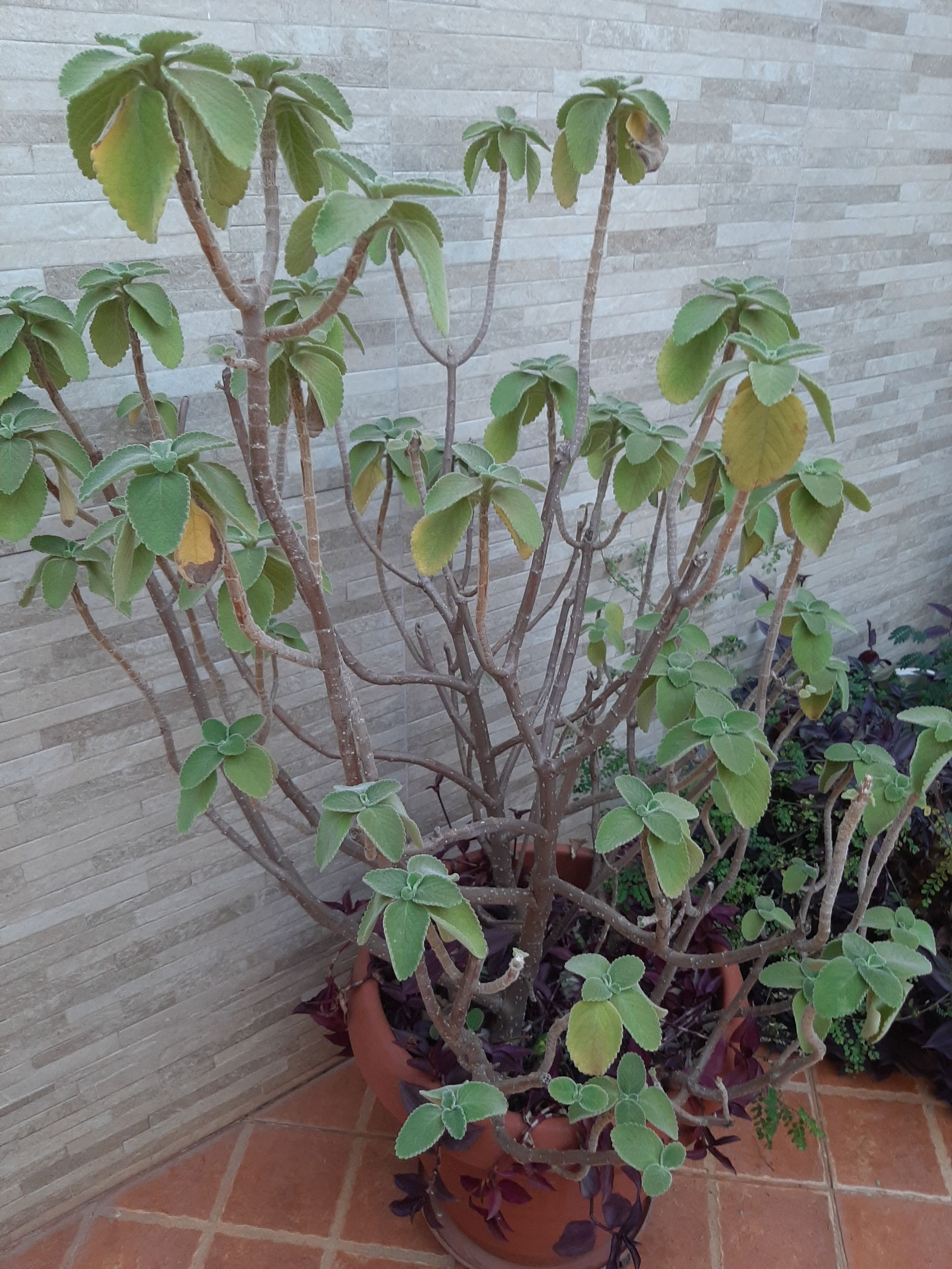 Photo of the plant species Boldo by @orkidlova named Gaga on Greg, the plant care app