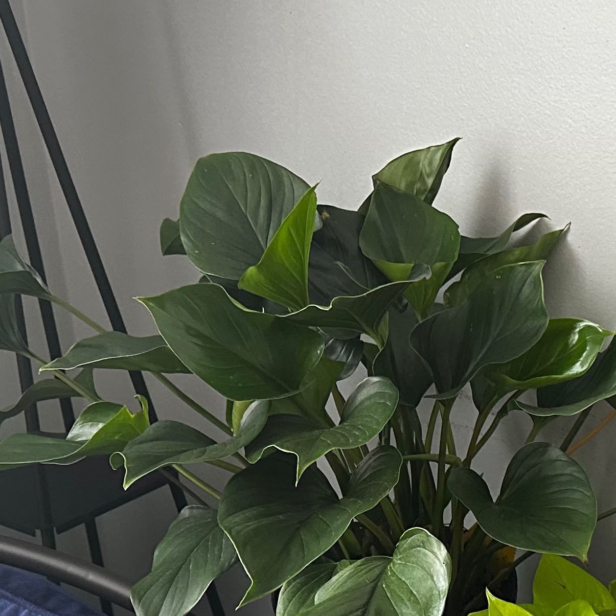 Homalomena 'Emerald Gem' plant with healthy, dark green leaves.
