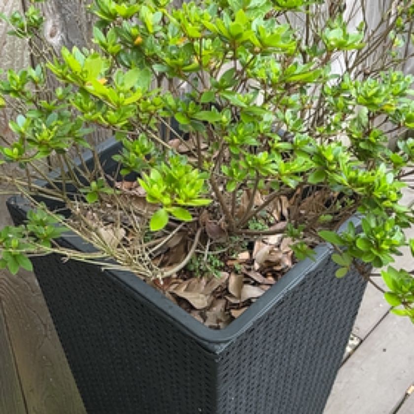 Photo of the plant species Azalea 'Indica Inga' by @QuickStonepine named Walt on Greg, the plant care app