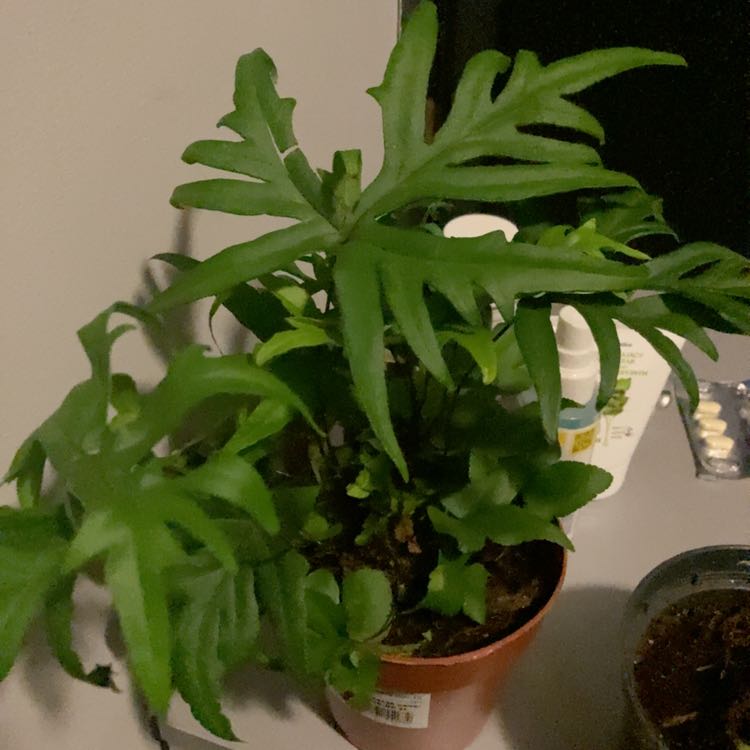 Photo of the plant species Hand fern by @FunBaldcypress named Paproć they/them on Greg, the plant care app