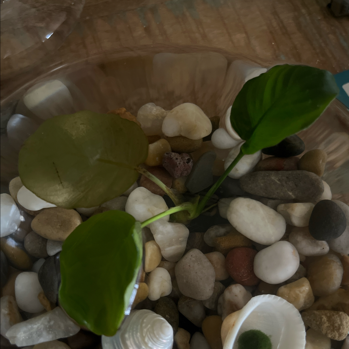 Plant care for Nana Petite White on Greg, the plant care app