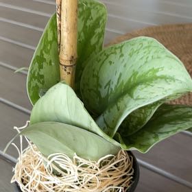Photo of the plant species Philodendron Silver Dust by @AdaptableBasil named Peter Parker on Greg, the plant care app