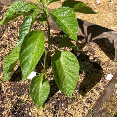 Photo of the plant species Carolina Reaper by @CaptainCostmary named Cane on Greg, the plant care app