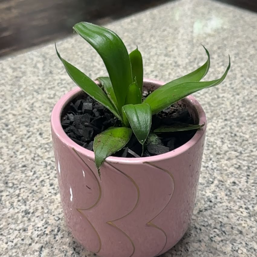 Photo of the plant species Snake Plant by @FulfilledCacto named EJ on Greg, the plant care app