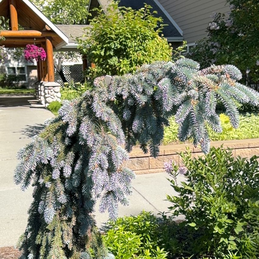 Photo of the plant species Blue Spruce by @FulfilledCacto named Navajo on Greg, the plant care app