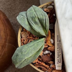 Photo of the plant species Paph sukhakulii by @CleanMockorange named Raisin on Greg, the plant care app