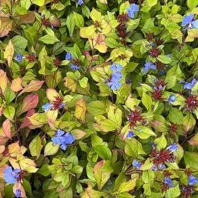 Photo of the plant species Blue Leadwood by @SinewyBreadnut named Remington on Greg, the plant care app