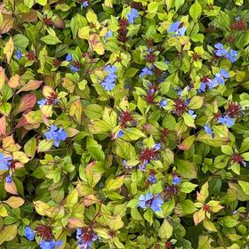 Photo of the plant species Blue Leadwood by @SinewyBreadnut named Kardashian on Greg, the plant care app
