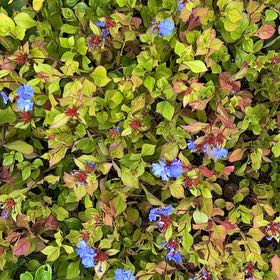 Photo of the plant species Blue Leadwood by @SinewyBreadnut named Sherlock on Greg, the plant care app