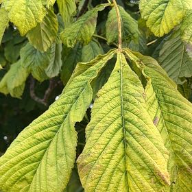 Photo of the plant species European Horse-Chestnut by @SinewyBreadnut named Fernie Saunders on Greg, the plant care app