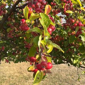 Photo of the plant species Crab Apple by @SinewyBreadnut named Nithin on Greg, the plant care app