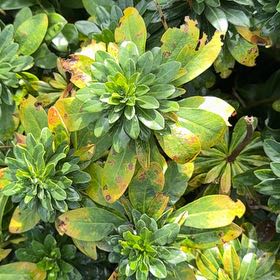 Photo of the plant species Wood Spurge by @SinewyBreadnut named Surya on Greg, the plant care app