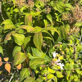Photo of the plant species Beauty Bush by @SinewyBreadnut named Fernie Mac on Greg, the plant care app