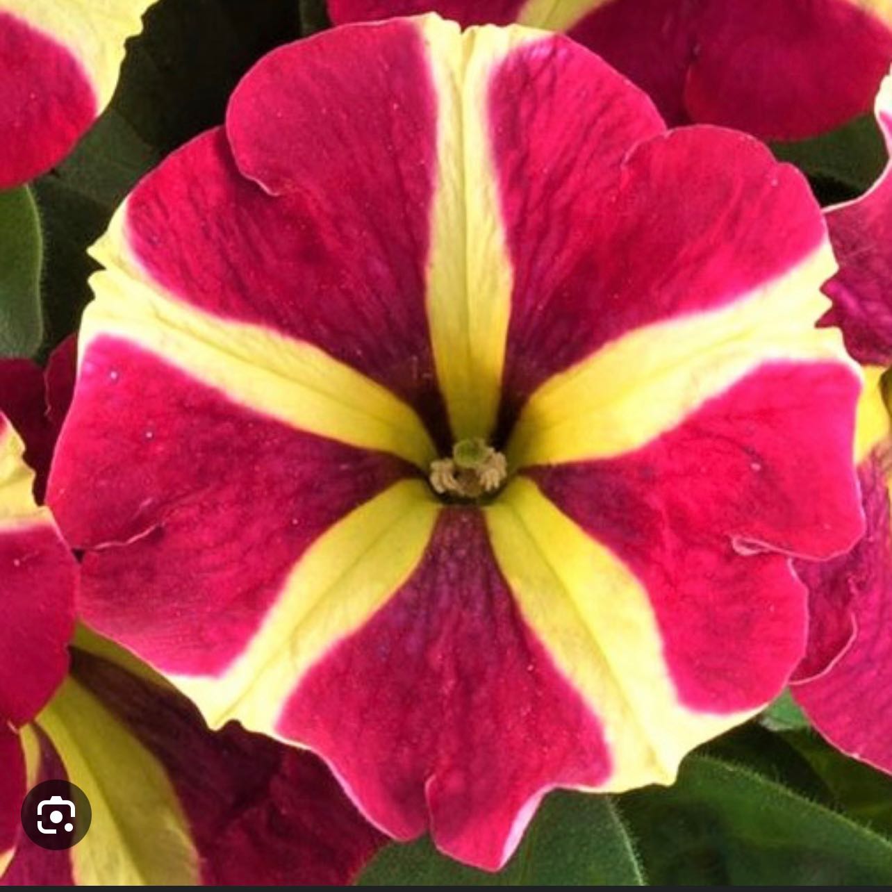 Photo of the plant species Queen of Hearts Petunia by @EternalMum named James Dean on Greg, the plant care app