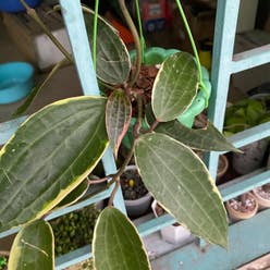 Hoya macrophylla 'Albomarginata' plant
