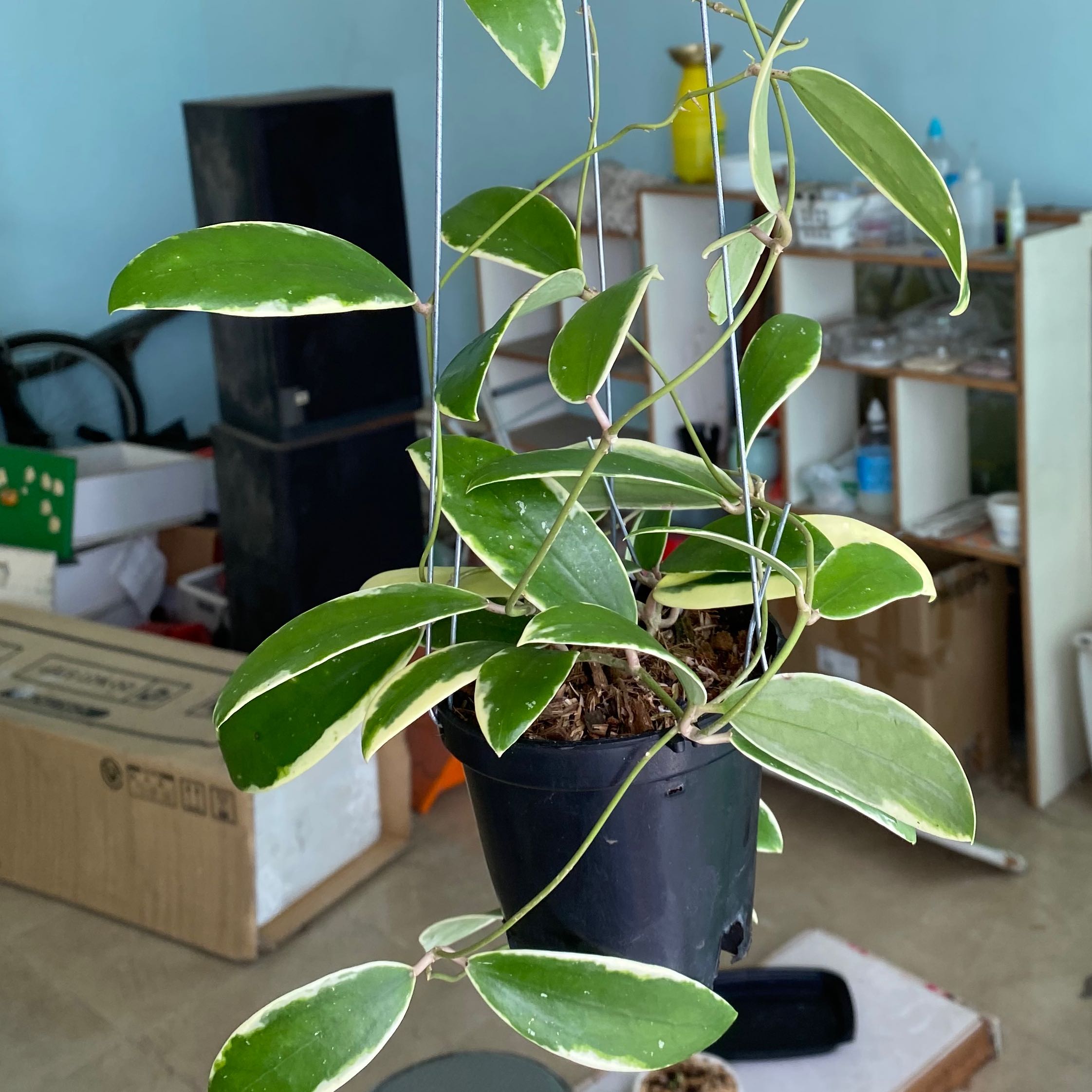 Plant care for Abyssinian Marsdenia on Greg, the plant care app