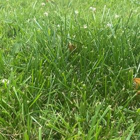 Smooth Meadowgrass uploaded to the Greg plant app by @SaccharineMint