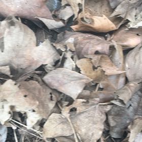 Photo of the plant species Putty Root by @SaccharineMint named Hamilton on Greg, the plant care app
