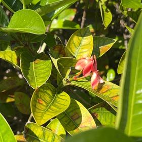 Photo of the plant species Brush Cherry by @EloquentBetel named Maya on Greg, the plant care app
