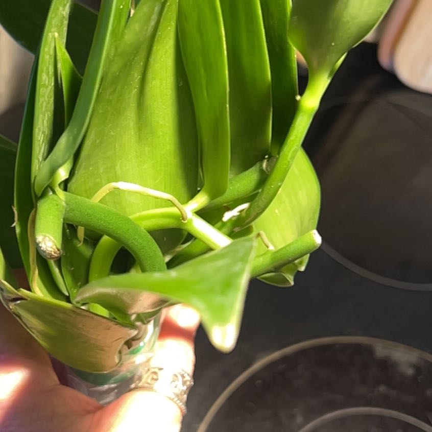 Close-up of a healthy Flat Leafed Vanilla plant with vibrant green leaves.