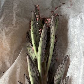 Photo of the plant species Mother of Millions by @StaunchAlfalfa named Hemingway on Greg, the plant care app