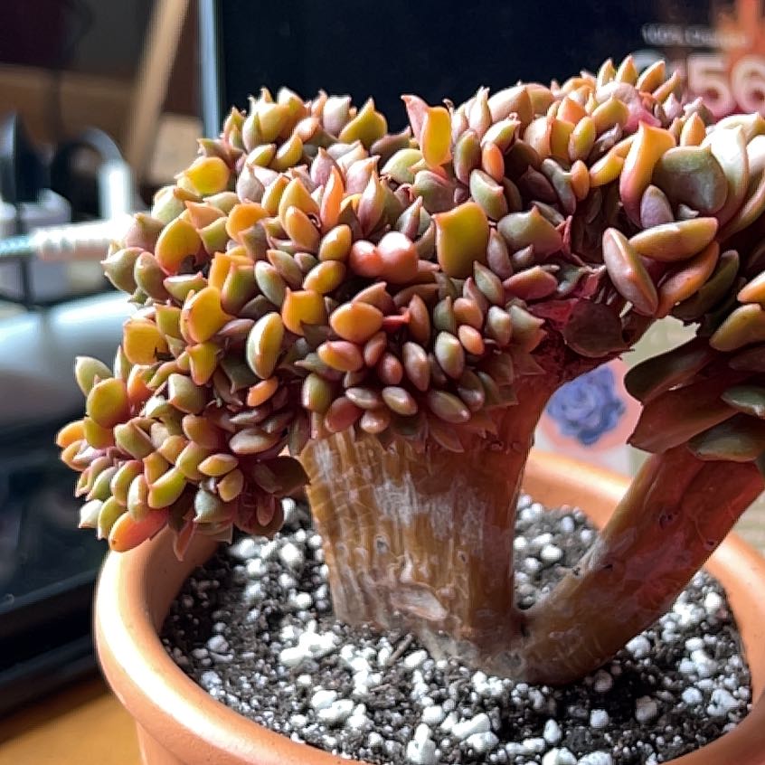 Photo of the plant species Echeveria 'Vampire Red ball' by @StaunchAlfalfa named Zion rare Korean crested on Greg, the plant care app