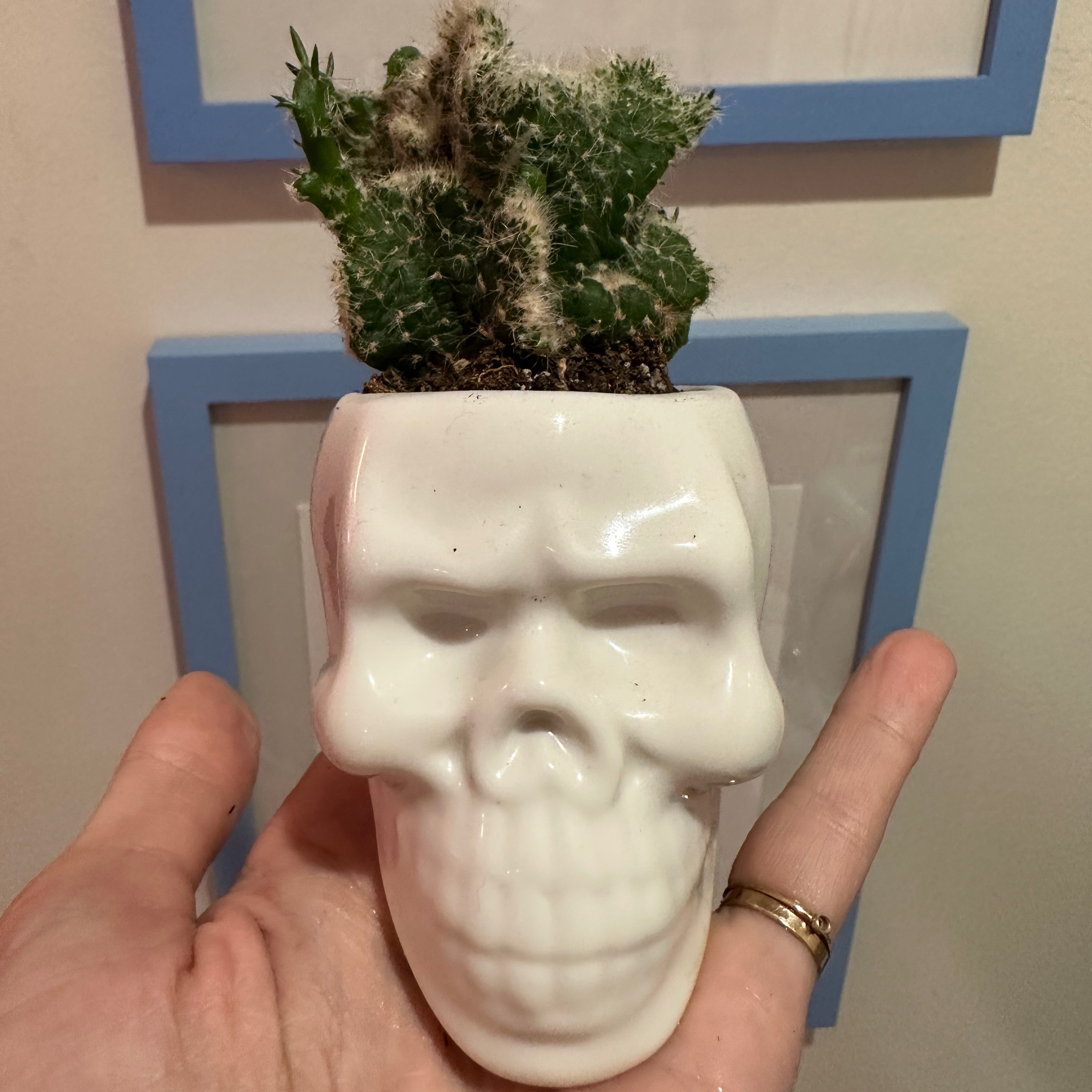 Photo of the plant species Roller Coaster Crested by @EclecticComet named Chad on Greg, the plant care app