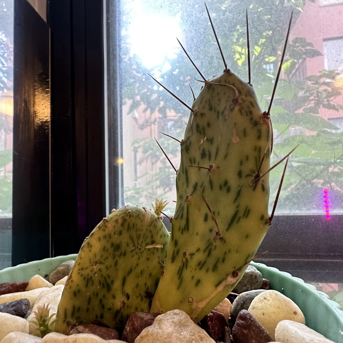 Sunburst Prickly Pear cactus with dark spots on pads, surrounded by rocks, indoors near a window.