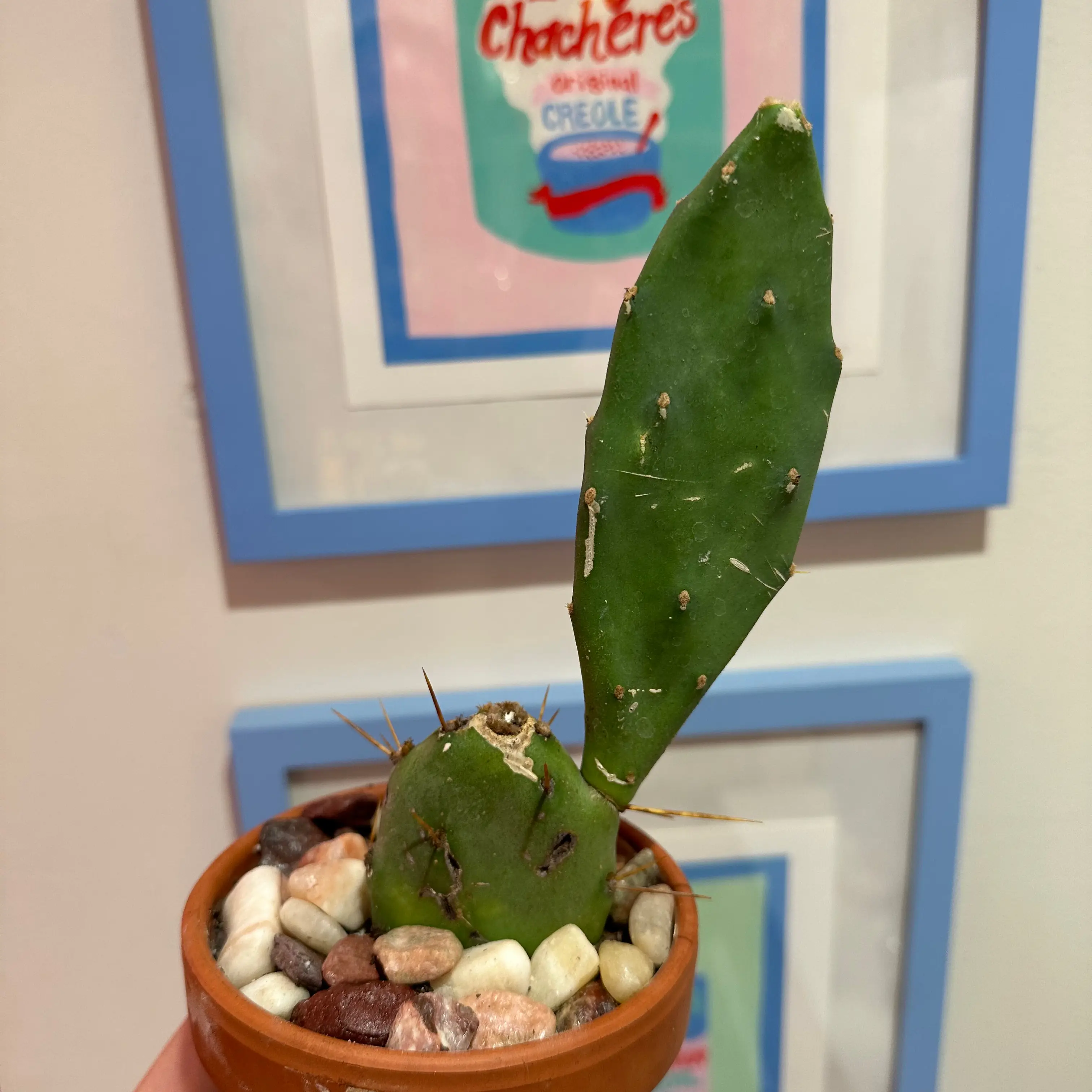 Photo of the plant species Opuntia 'Opopeo' by @EclecticComet named Figyonce on Greg, the plant care app