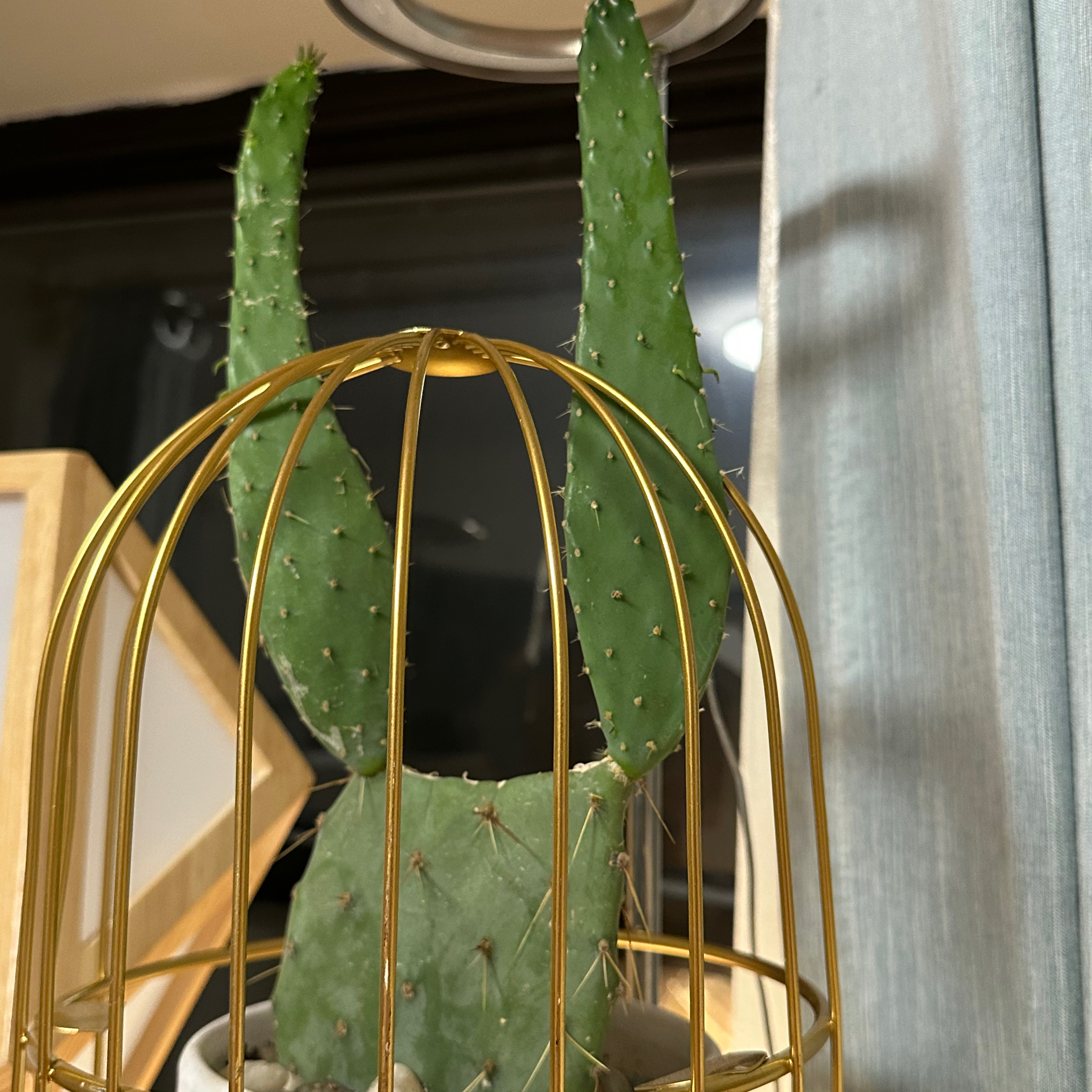 Photo of the plant species Cow's tongue prickly pear by @EclecticComet named Tolkien on Greg, the plant care app