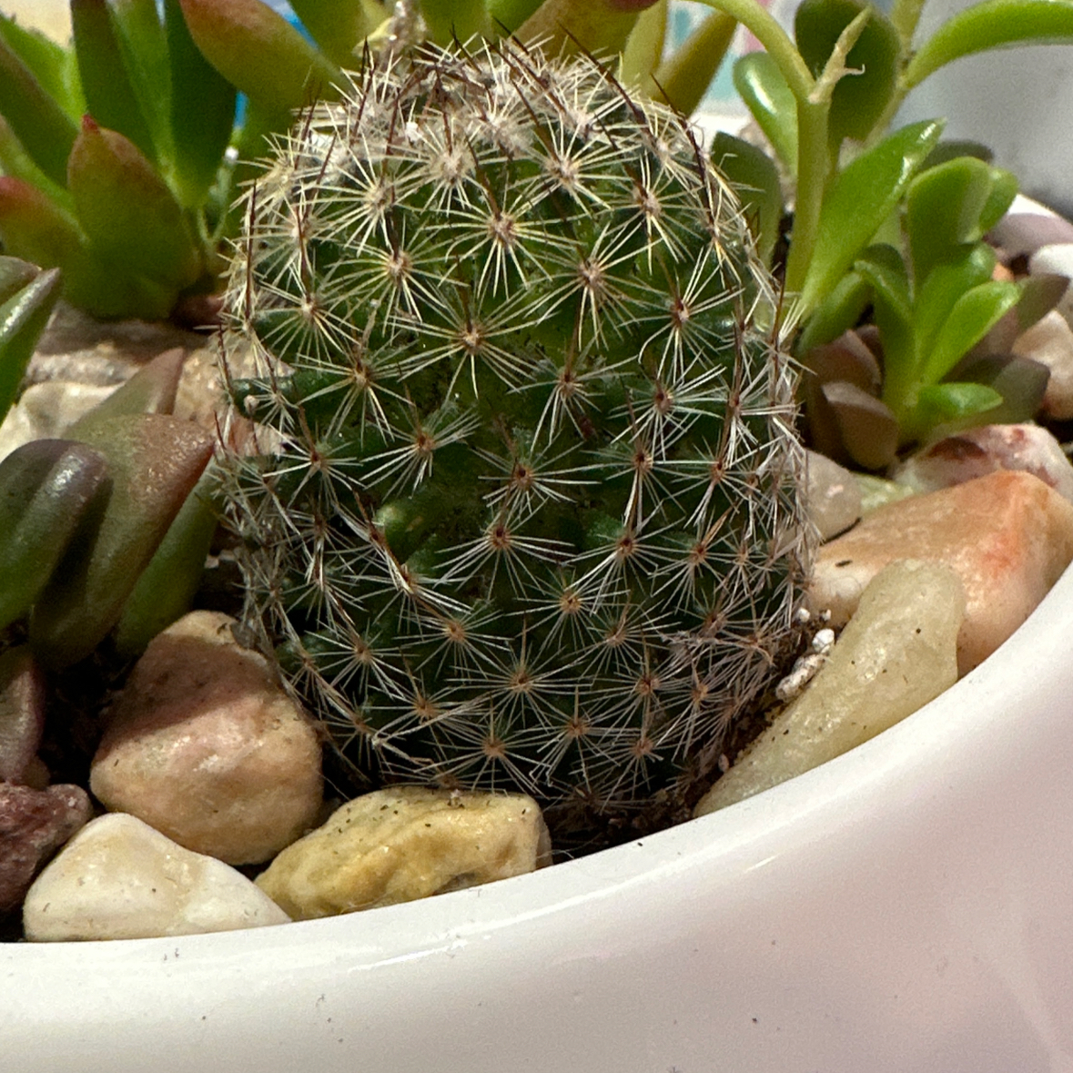 Pincushion Cactus in a white pot with surrounding rocks and other succulents.