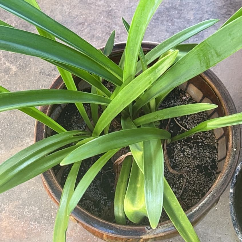 Photo of the plant species Creeping lilyturf by @JB5 named Walt on Greg, the plant care app