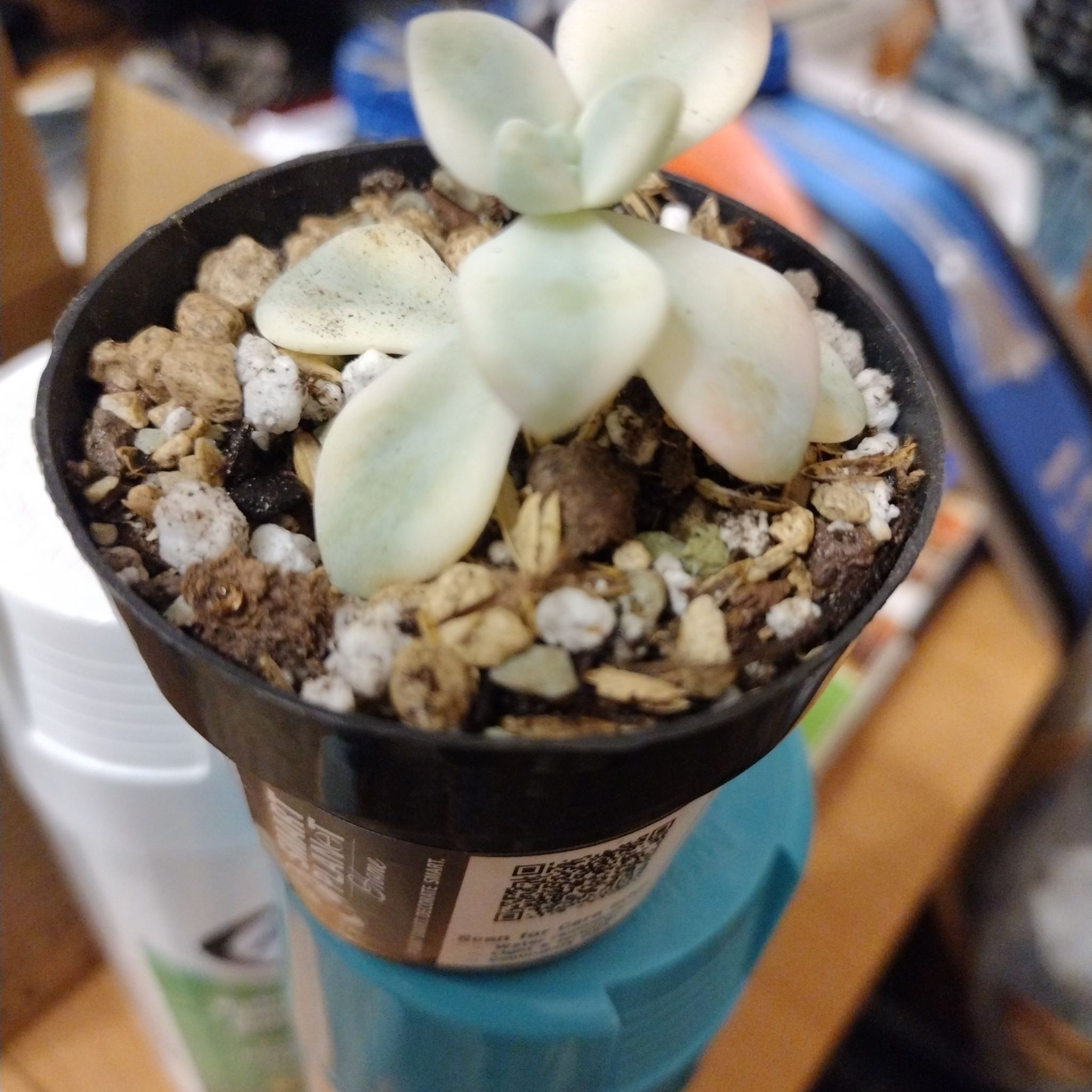 Photo of the plant species Varigated Tituban by @UltraKoreanfir named Treeyoncé on Greg, the plant care app