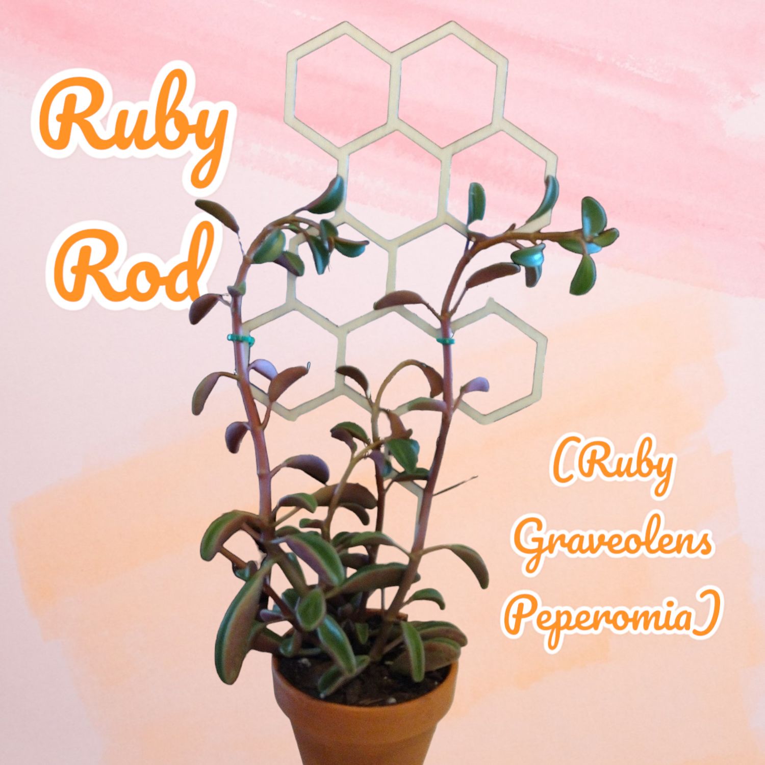 Ruby Rod