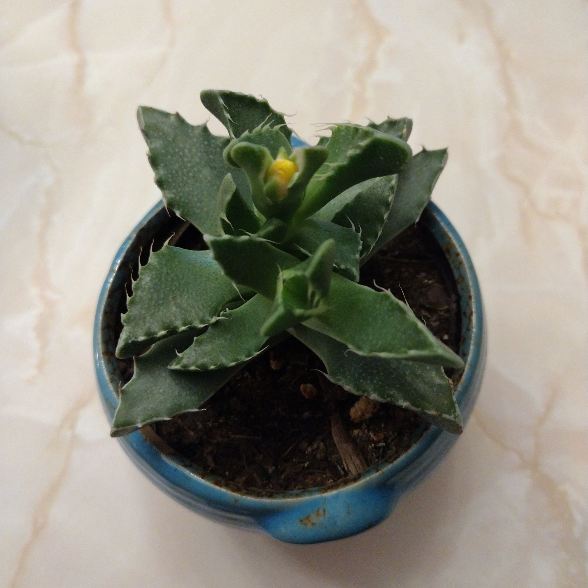 Snapdragon
