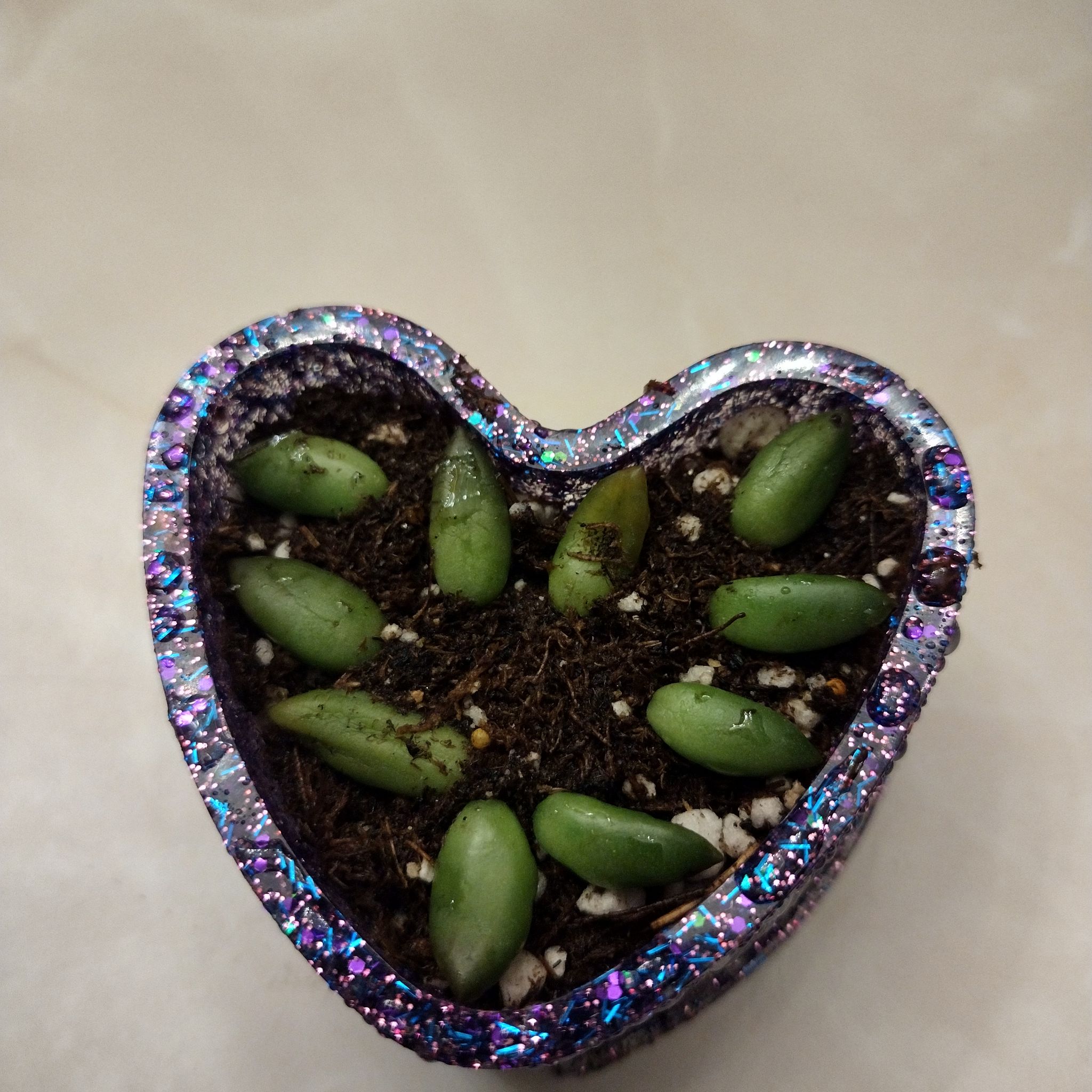 Heart-shaped container with green Sedeveria 'Jet Beads' succulent leaves planted in soil.