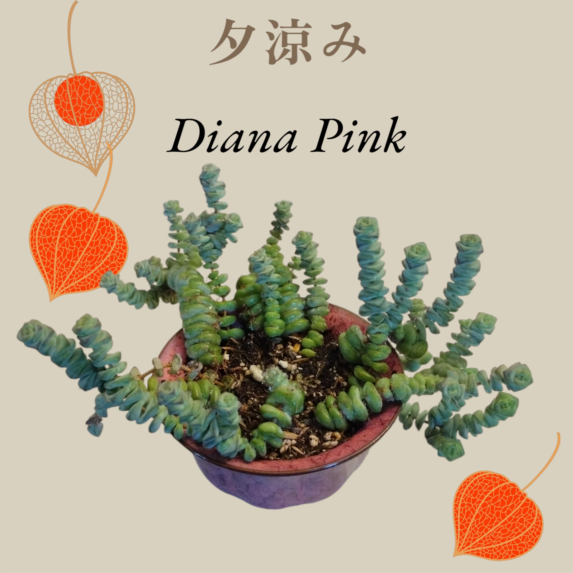 Diana Pink