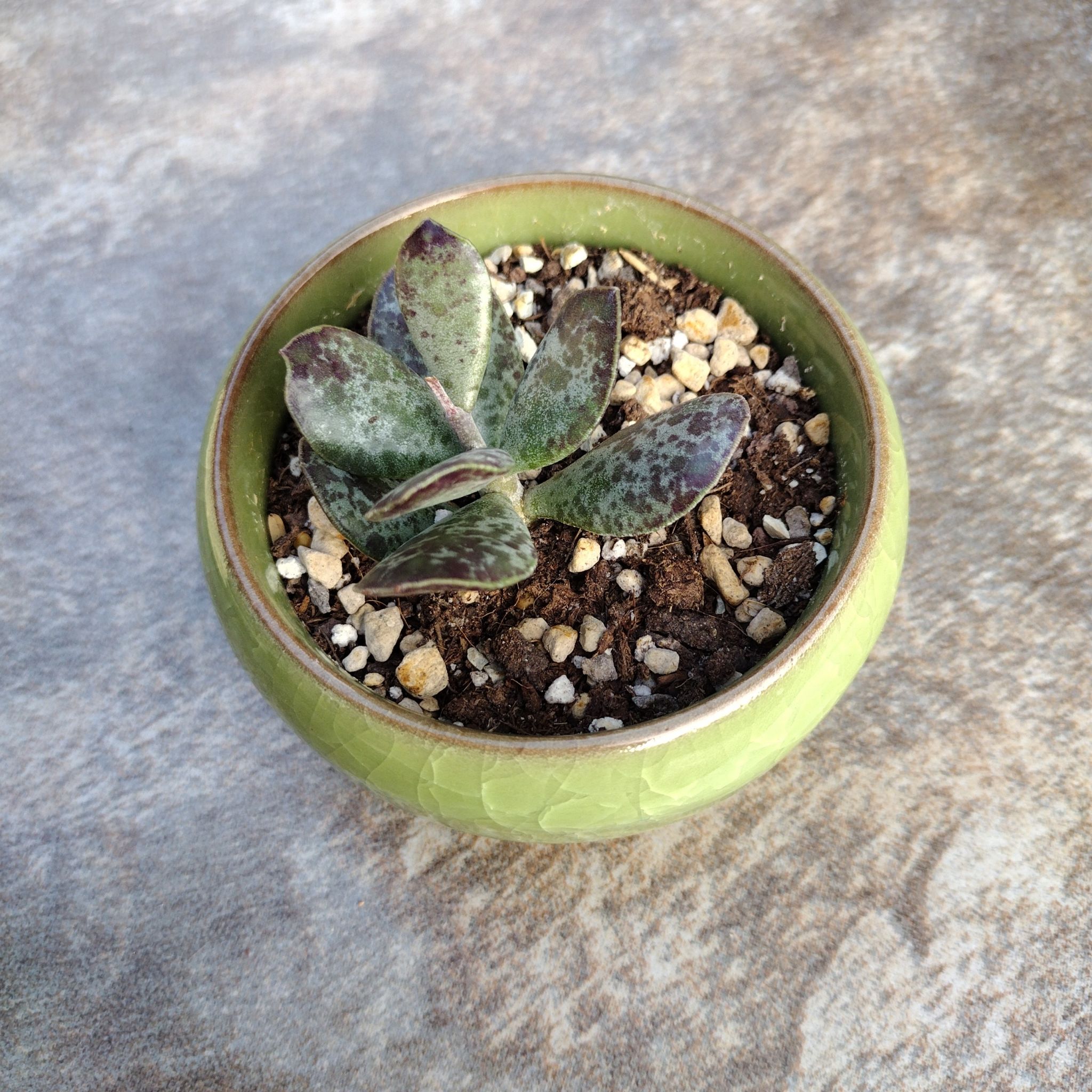 Potted Calico Hearts succulent with mottled leaves in a green pot.