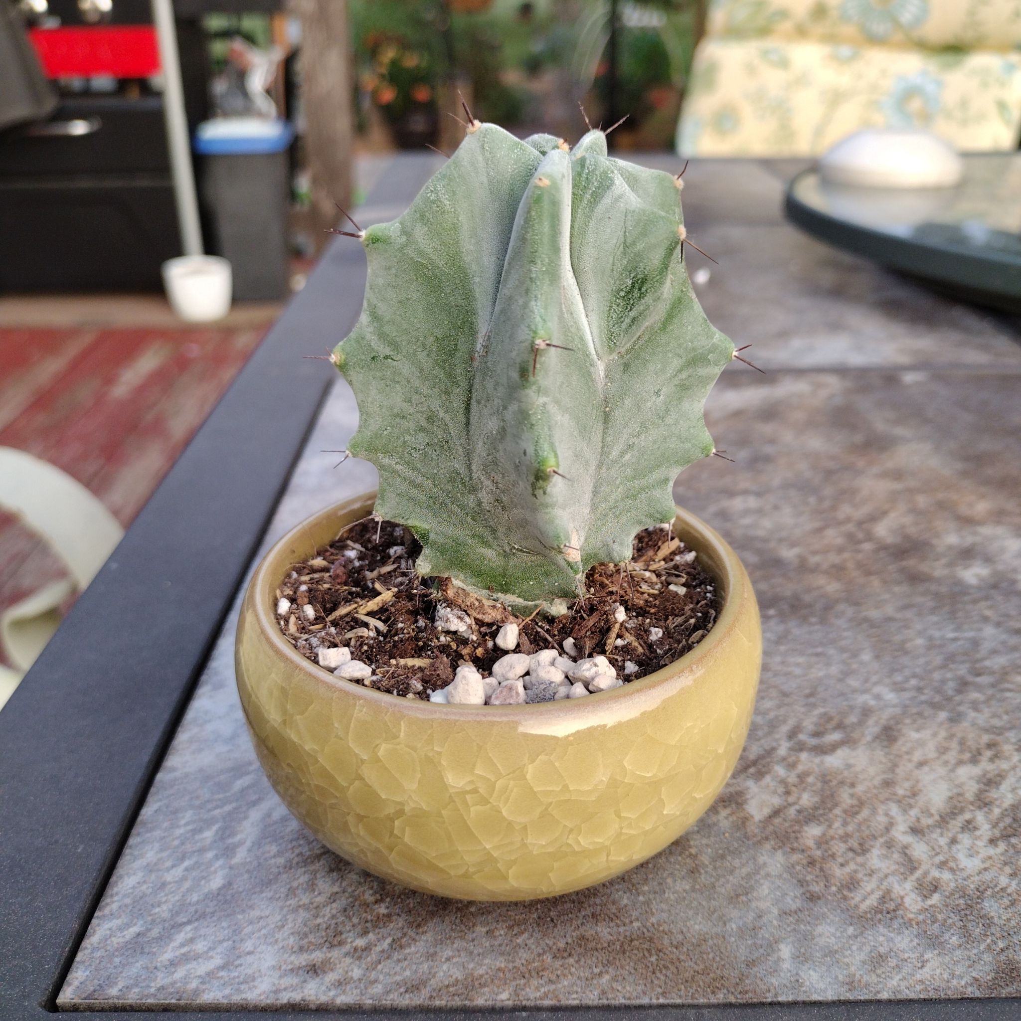 Potted Gray Ghost Organ Pipe cactus on a table, healthy and well-framed.