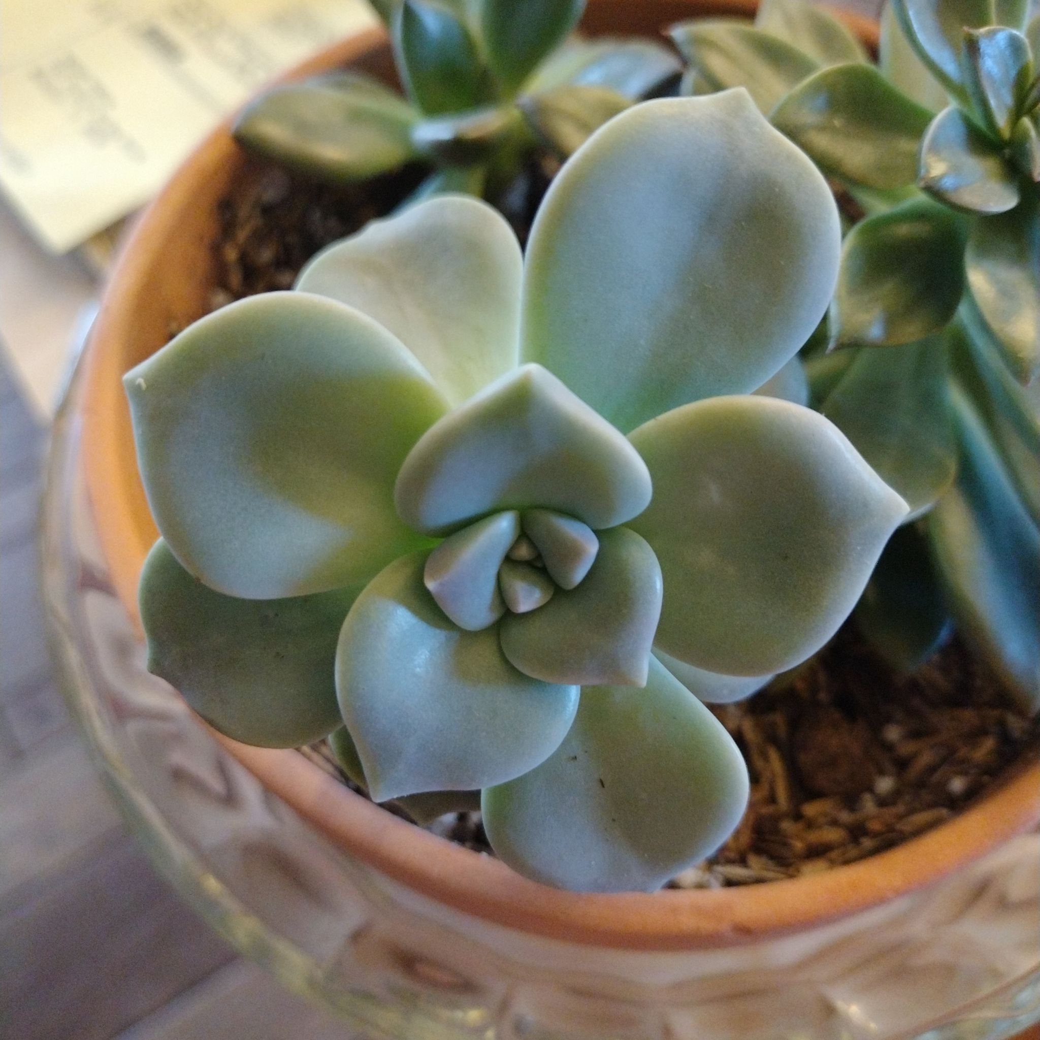 Healthy Five Stamen Graptopetalum succulent in a pot with visible soil.