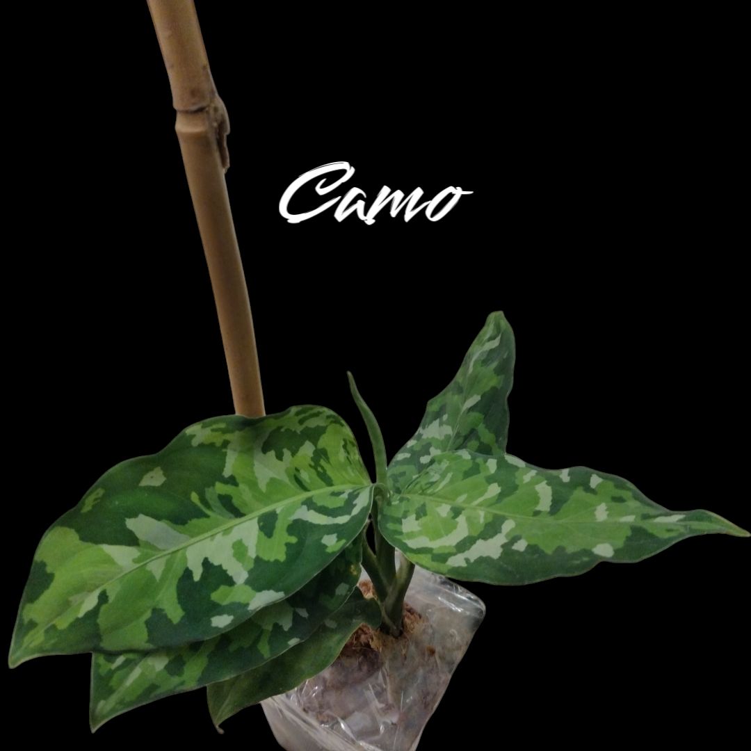 Camo