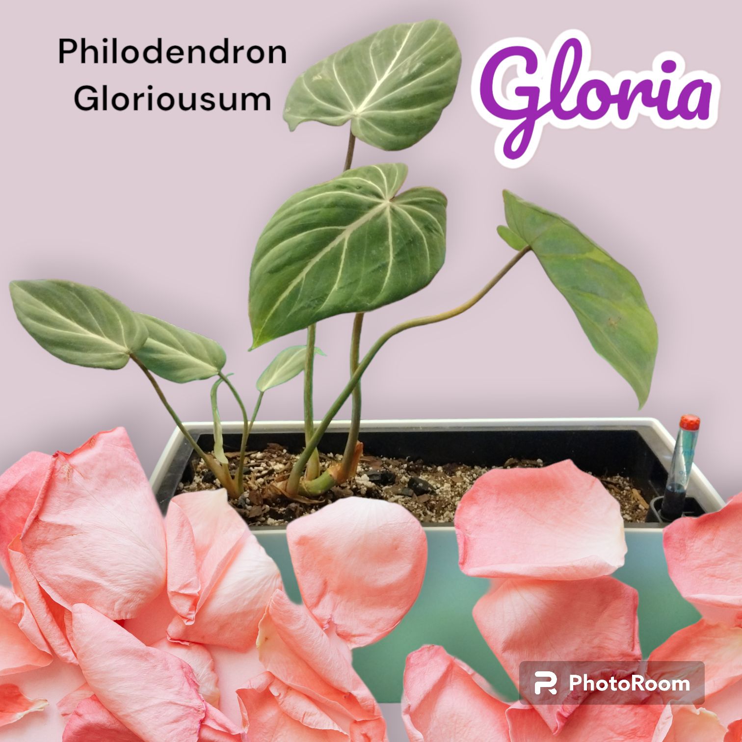 Gloria