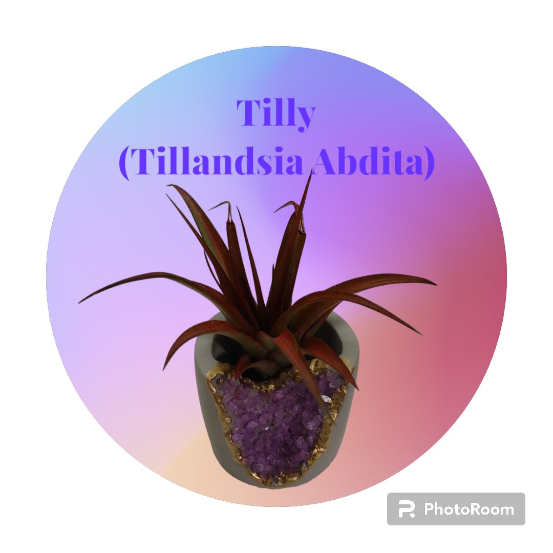 Photo of the plant species Abdita by @UltraKoreanfir named Tilly on Greg, the plant care app