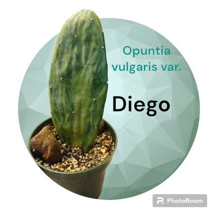 Photo of the plant species Marbled Maverick Cactus by @UltraKoreanfir named Diego on Greg, the plant care app