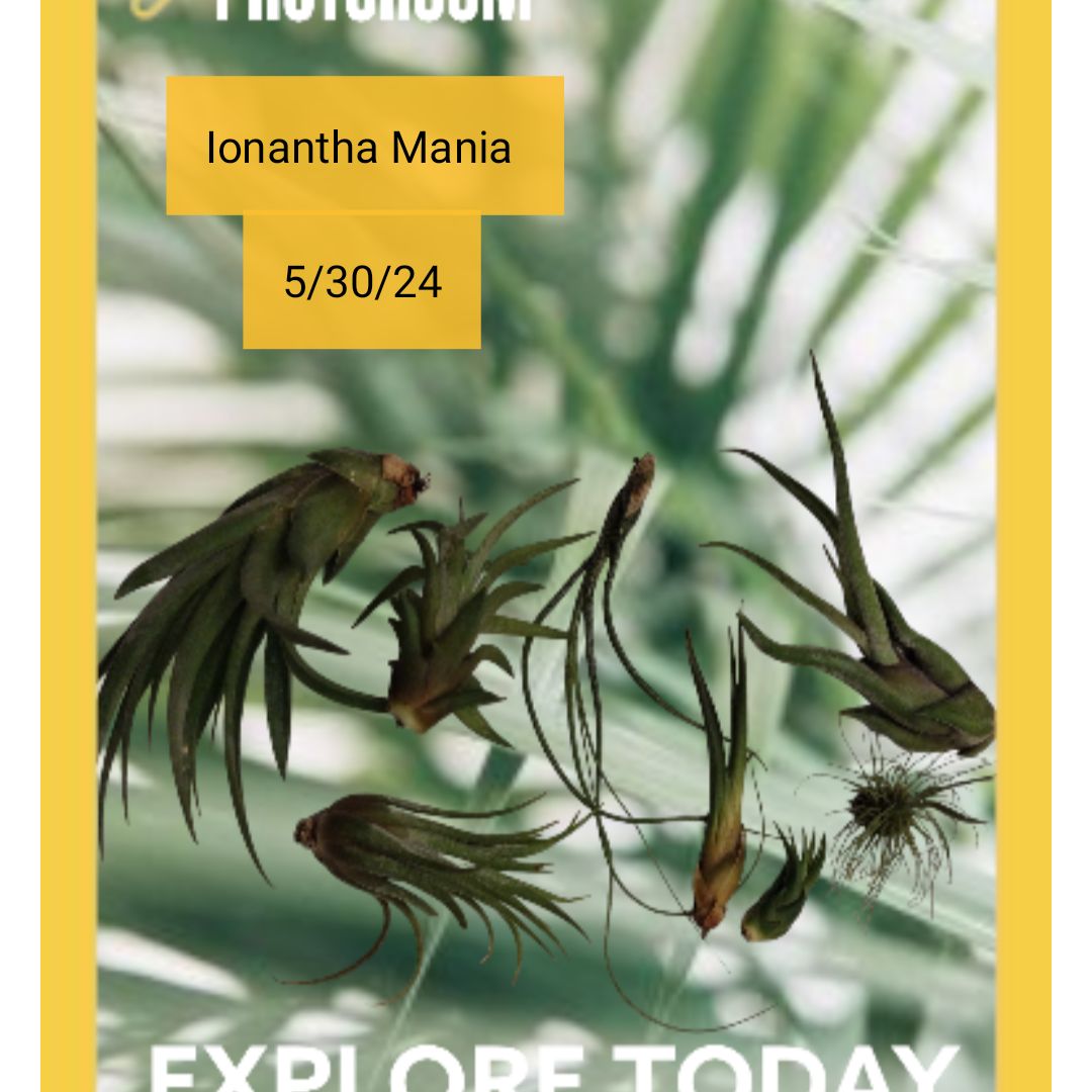 Photo of the plant species Tillandsia ionantha 'Scaposa' by @UltraKoreanfir named Ionantha Mania on Greg, the plant care app